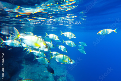Vibrant School of Fish Swimming Near Coral Reef in Crystal Clear Ocean Waters