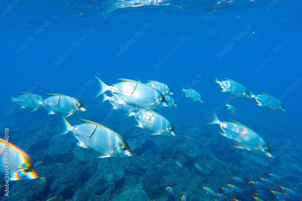 Fototapeta premium Vibrant School of Tropical Fish Swimming in Crystal Clear Ocean Waters