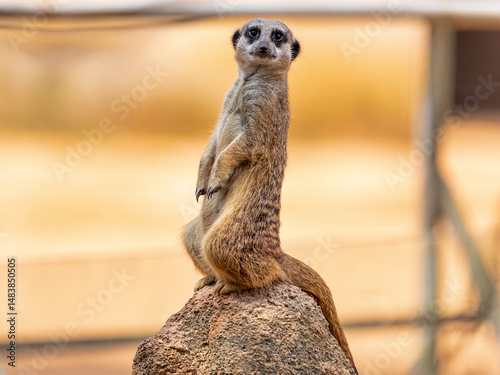 The meerkat (Suricata suricatta) or suricate is a small mongoose found in southern Africa