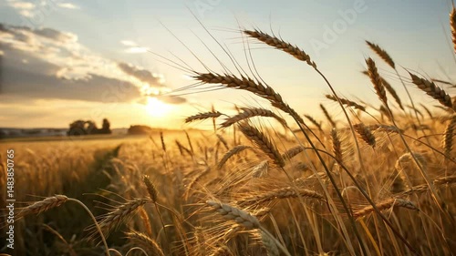 field of wheat loop video
