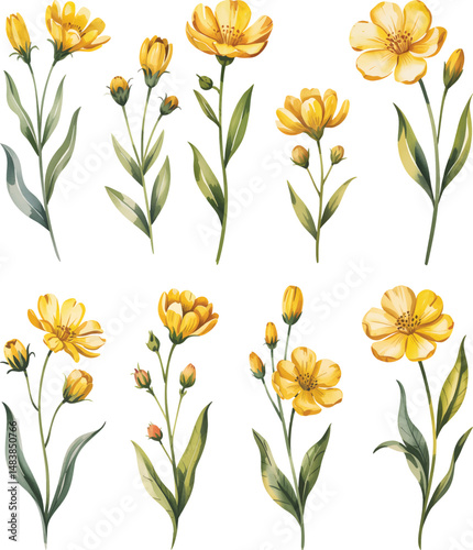 Photos Yellow Coreopsis flower vector illustration isolated on white background