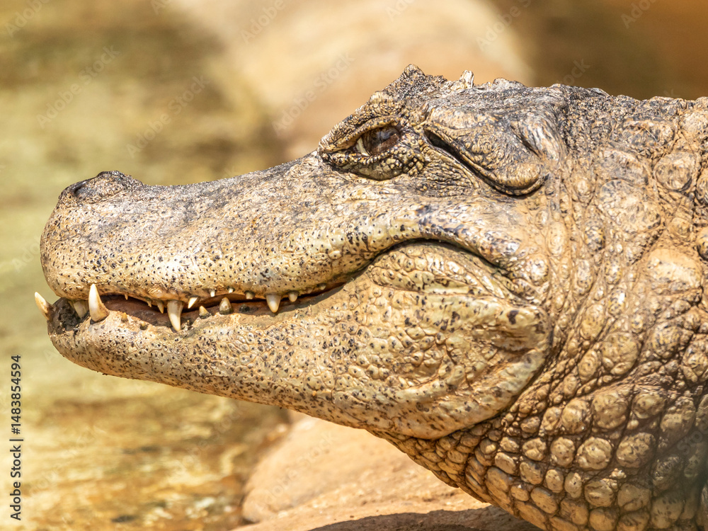 Fototapeta premium Alligator sunbathing on the grass