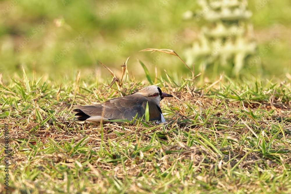 Fototapeta premium The quero-quero or abibe-do-sul, is a bird of the order Charadriiformes, belonging to Charadriidae family.