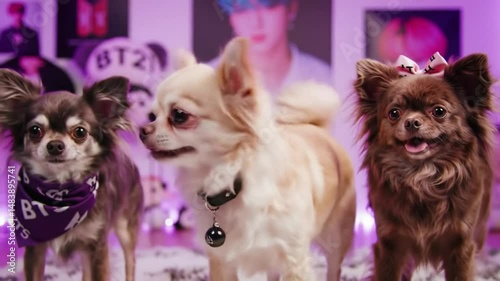 group of puppies