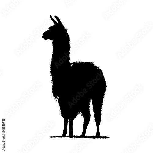 Solid black silhouette of a llama standing