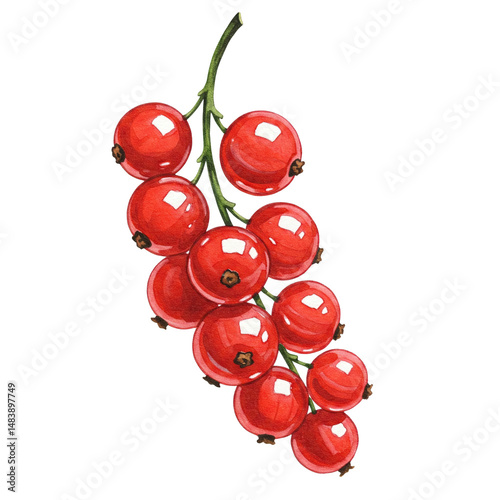 red currant isolated on white background