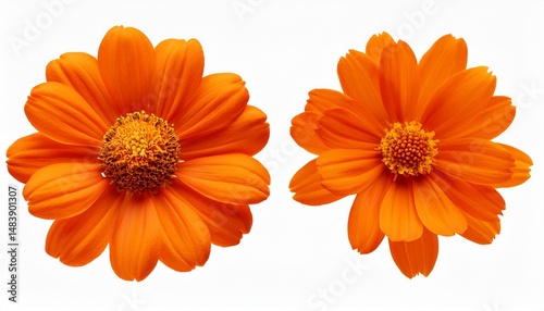 orange flowers cutout isolated on transparent background