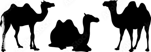 Minimalist Camel Silhouette – Desert Wildlife and Adventure