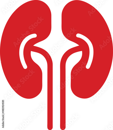 Red human kidney vector icon on transparent background 