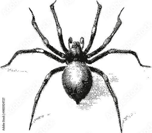 Detailed black and white illustration of a spider with eight legs. Vector illustration in sketch style