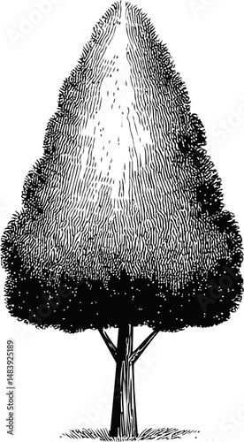 Black and white illustration of a tall conical tree in a woodcut style. Vector illustration in sketch style
