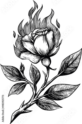 Black and white drawing of a rose with flames on its petals, tattoo style. Vector illustration in sketch style