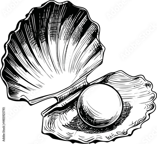 Elegant black and white illustration of an open oyster shell with a pearl. Vector illustration in sketch style