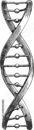 Black and white hand-drawn dna helix in an engraving style. Vector illustration