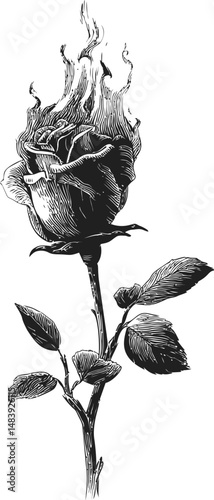 A burning rose in black and white with intricate details, digital. Vector illustration in sketch style