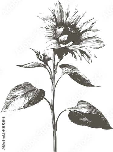 Black and white detailed illustration of a sunflower plant. Vector illustration in sketch style