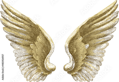 Antique gold angel wings illustration in detailed engraving. Vector illustration in sketch style