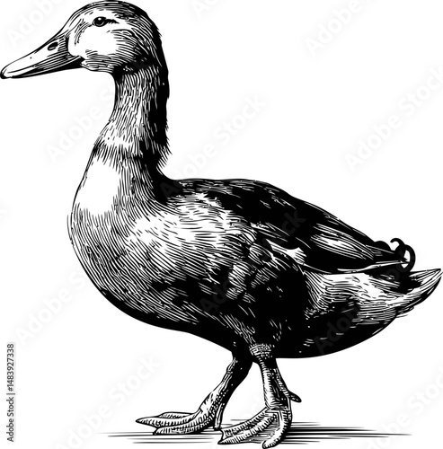 Black and white illustration of a standing duck with detailed feathers. Vector illustration in sketch style