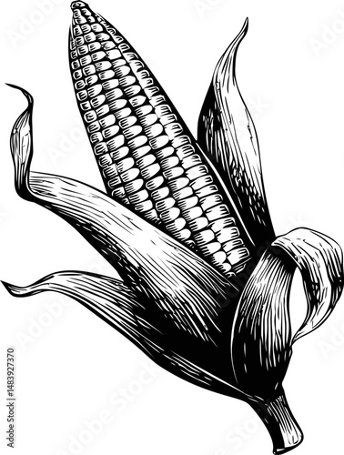 Vintage black and white illustration of a corn cob with detailed husk. Vector illustration in sketch style