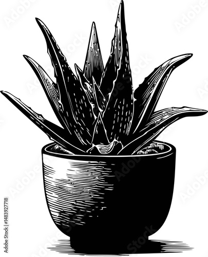 Monochrome illustration of aloe vera plant in a pot, detailed botanical drawing. Vector illustration in sketch style
