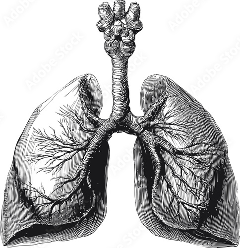 Detailed black and white anatomical illustration of human lungs, vintage sketch style. Vector illustration