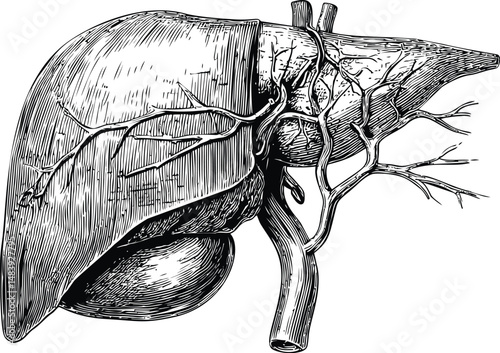 Vintage anatomical illustration of human liver with detailed vascular system. Vector illustration in sketch style