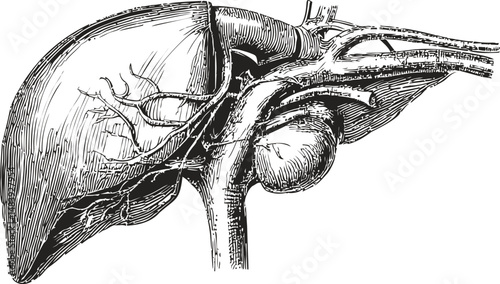 Anatomical illustration of the human liver with bile duct in black and white sketch. Vector illustration