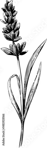 Black and white vector sketch of a lavender flower with leaves vector illustration