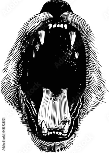 Bear roaring with mouth open in black and white illustration, aggressive concept. Vector illustration in sketch style