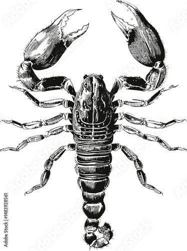Black and white detailed scorpion illustration with sharp claws, ink drawing. Vector illustration in sketch style