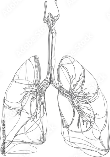 Detailed black line illustration of human lungs and airways anatomy. Vector illustration