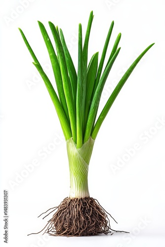 Young green onion isolated on white background with clipping path. Full Depth of field. Focus stacking. PNG