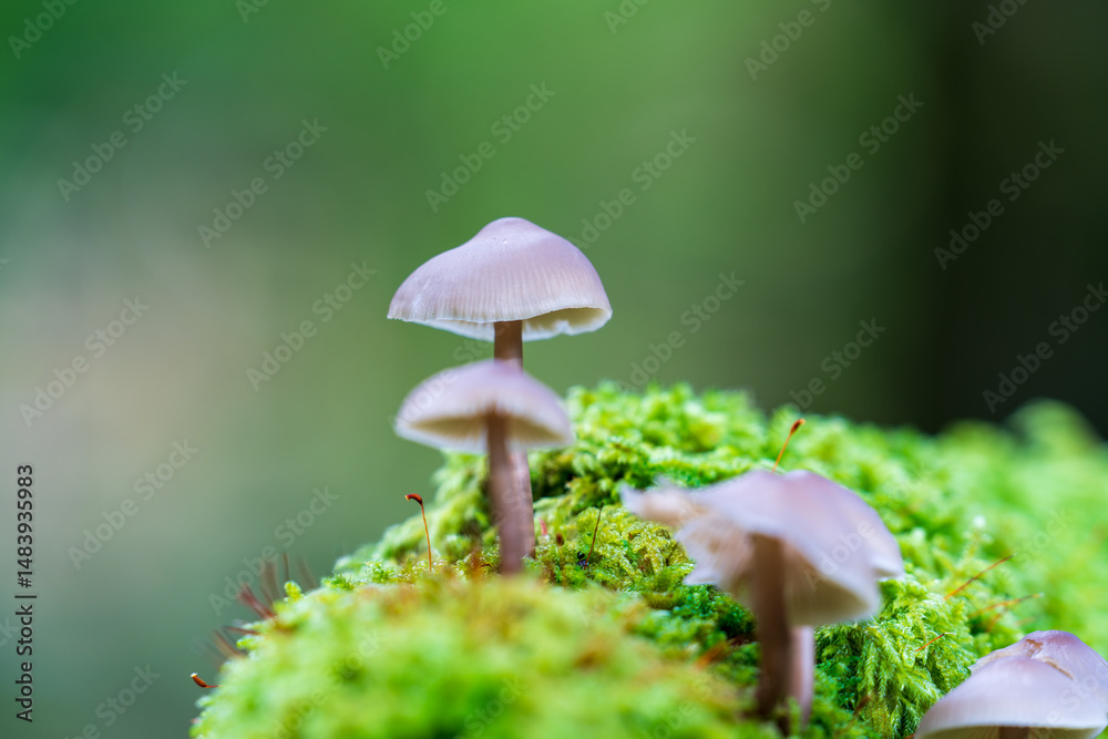 Little Lilac Bonnet mushroom's also known as Mycena pura