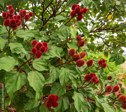 Achiote (Bixa orellana) is a large shrub or small tree produces spiny red fruits popularly called 