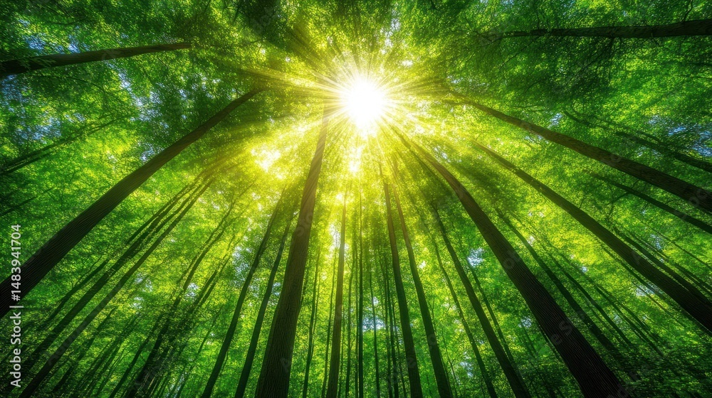 Sunburst through lush green forest canopy Sunburst through lush green forest canopy