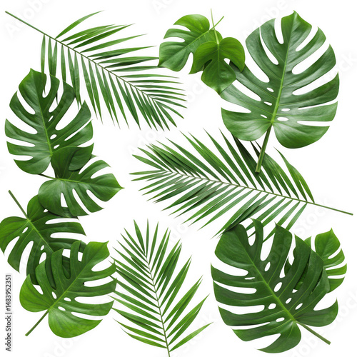 Tropical leaves of palm and monstera isolated on transparent background