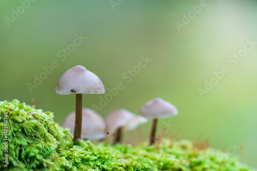 Little Lilac Bonnet mushroom's also known as Mycena pura