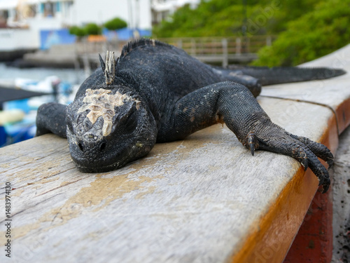 Galapagos marine iguana