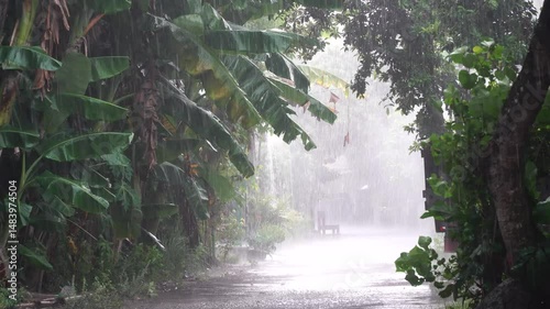 Heavy rain on the village streets. The leaves are wet and swaying in the wind.