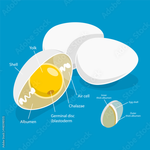 3D Isometric Flat Vector Illustration of Chicken Egg , Education Diagram