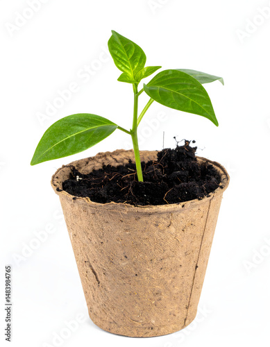 Seedling Grows in Pot, Thriving Green