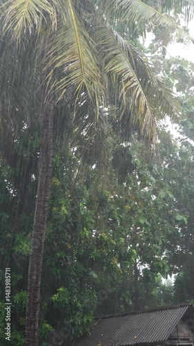 Heavy rain poured down, coconut leaves swayed in the wind