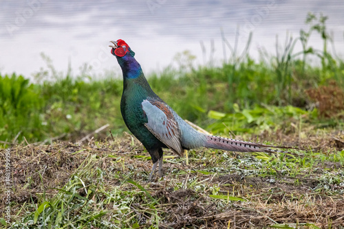 Japanese Green Pheasant
