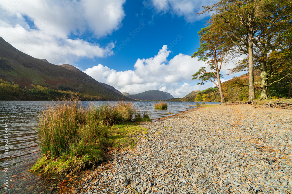 Lone tree at the shore of Buttermere Lake. Lake District. UK