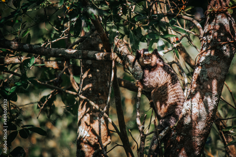 Fototapeta premium A peaceful marmoset or monkey jumping between the trees in the backyard
