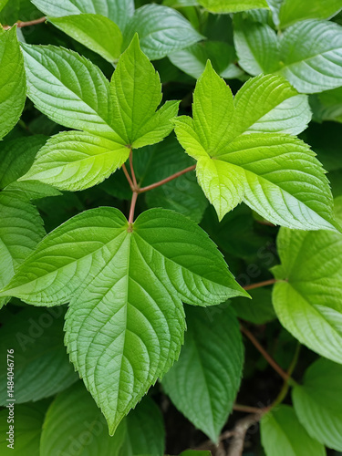 Indian copperleaf or Acalypha Indica L. in the garden with green flowers. Boehmeria zollingeriana also called a cat's face.