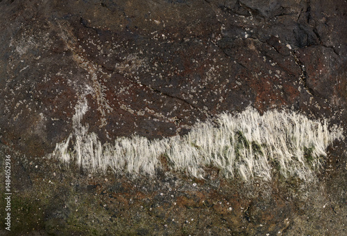 Textura de una piedra marina 