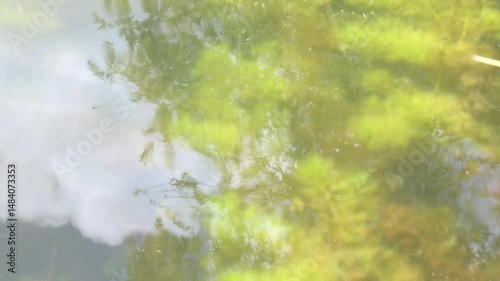 Underwater aquatic plants swaying gently in cloudy pond water. The green submerged vegetation moves slowly with water currents as light filters through the murky surface. slow motion
