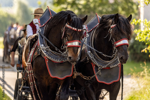 Fotografie A team of two bay brown noriker draft horses in front of a carriage