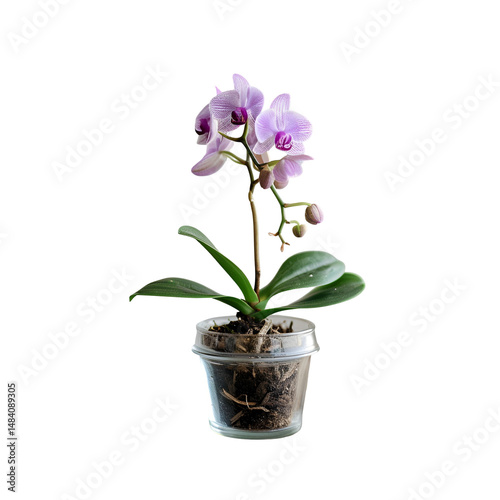Pink Orchid in a Clear Pot on Black Background,